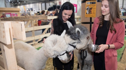 2 Frauen die 2 Alpaccas füttern. 2 Frauen die 2 Alpaccas füttern.