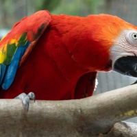 Ein Papagei auf einem Ast.