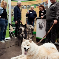 Ein Hund liegt zu einer Hundeschau auf dem Boden.