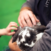 Eine Person hält einen Hasen auf dem Arm.
