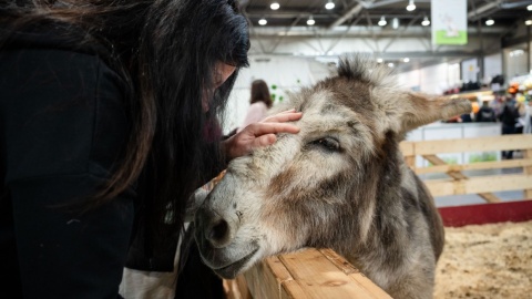 Eine Frau streichelt einen Esel.
