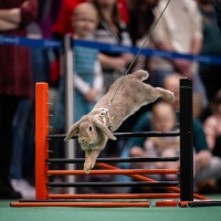 Ein Hase springt durch einen Hindernissparkour.